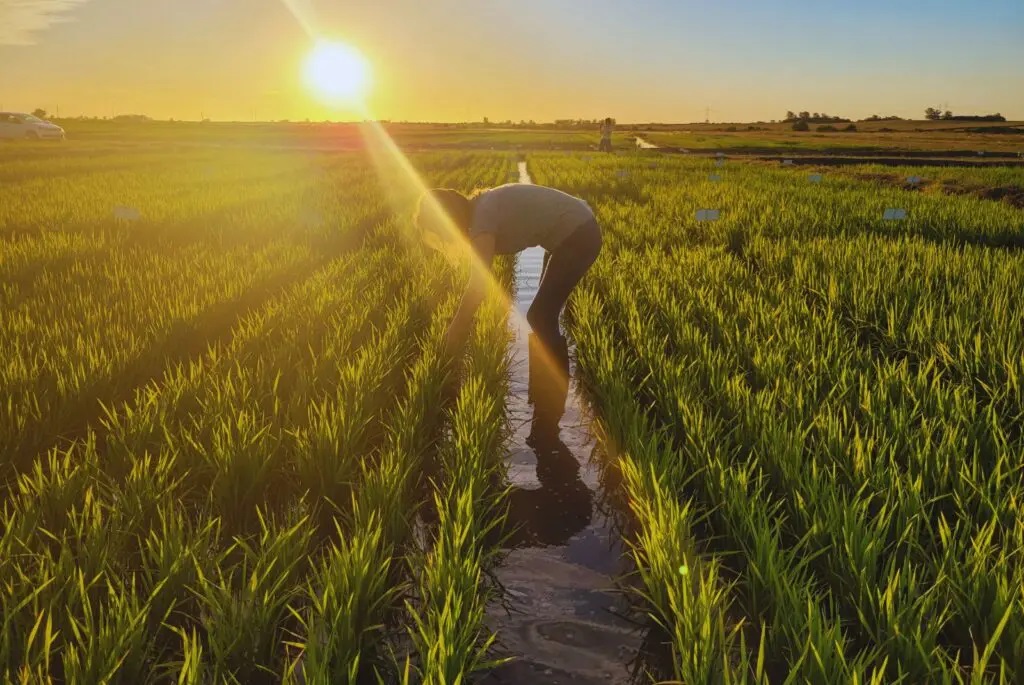 Arroz entre rios plantacion 2